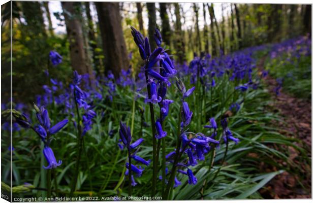 Bluebells in the forest Canvas Print by Ann Biddlecombe