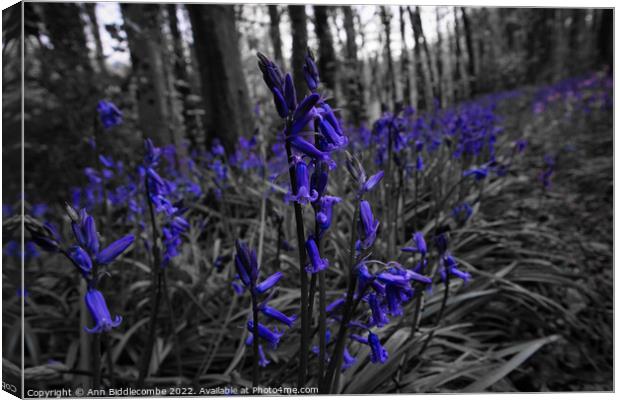 Bluebells in the forest in spot colour Canvas Print by Ann Biddlecombe