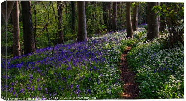 Path though the bluebells and wild garlic in the f Canvas Print by Ann Biddlecombe
