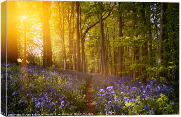 Bluebell forest at sunrise  Canvas Print by Ann Biddlecombe