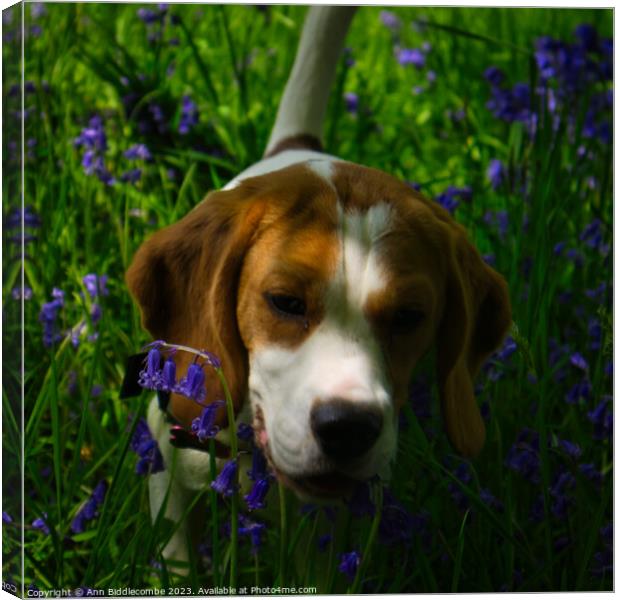 Beagle in bluebells Canvas Print by Ann Biddlecombe