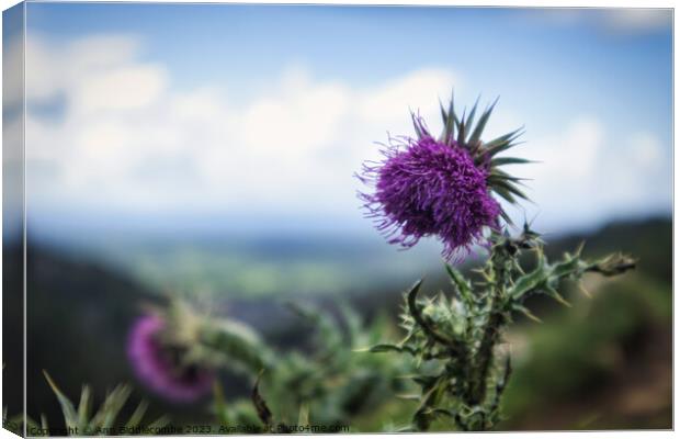 Thistles on the cliff at Cheddar Gorge Canvas Print by Ann Biddlecombe