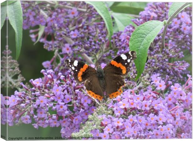  Red admiral  butterfly Canvas Print by Ann Biddlecombe