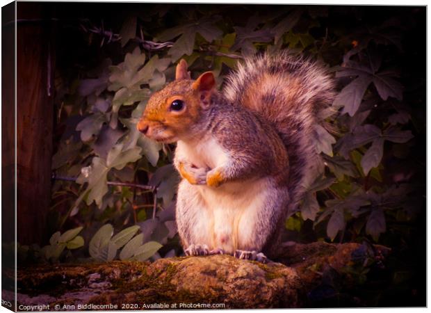 Watching Squirrel  Canvas Print by Ann Biddlecombe