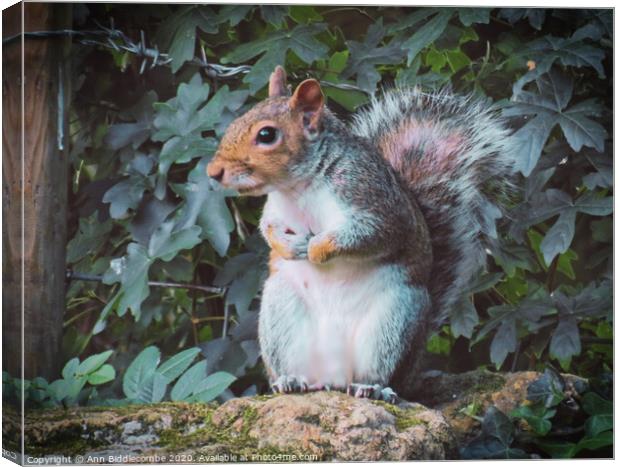 A squirrel standing on a stone wall looking Canvas Print by Ann Biddlecombe