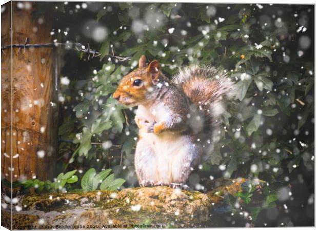Winter Squirrel Canvas Print by Ann Biddlecombe