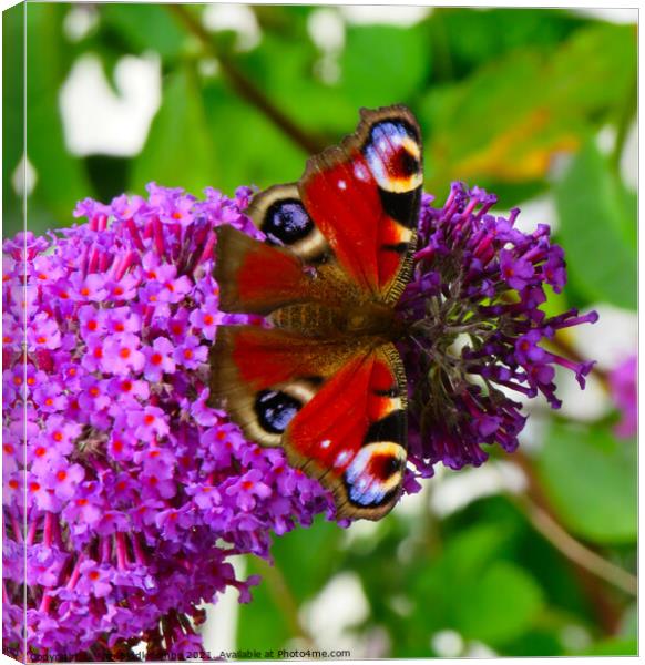 Vivid peacock butterfly Canvas Print by Ann Biddlecombe