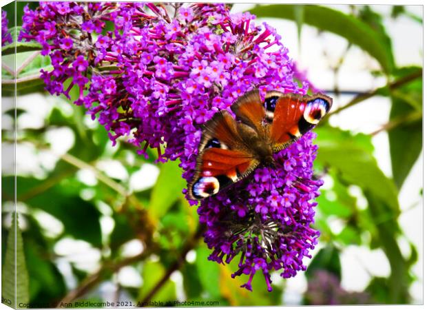 Peacock butterfly on purple flower Canvas Print by Ann Biddlecombe