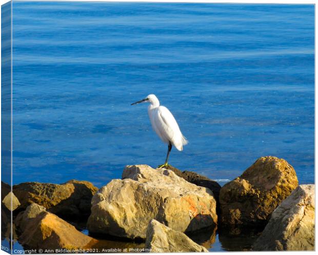Egret looking for lunch Canvas Print by Ann Biddlecombe