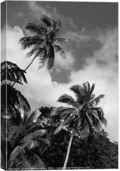 palm trees and sky in monochrome Canvas Print by Ann Biddlecombe