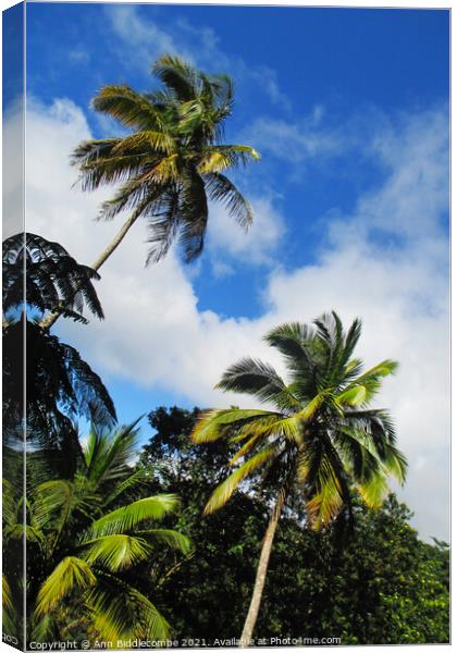 Tropical palm trees looking to the sky Canvas Print by Ann Biddlecombe