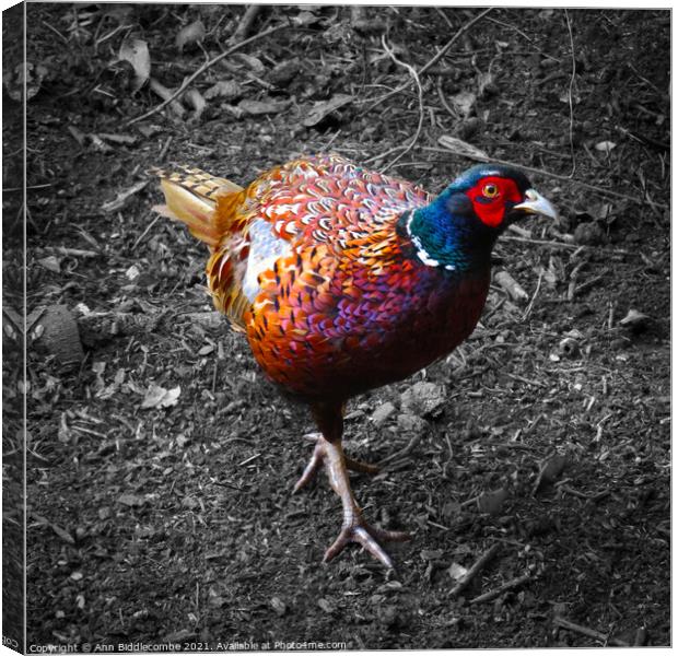 Pheasant looking, in color with monochrome backgro Canvas Print by Ann Biddlecombe