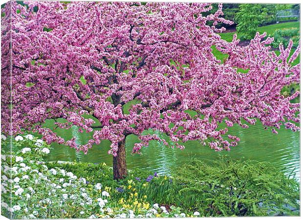 Flowering Tree Over Water Canvas Print by Patricia Fatta