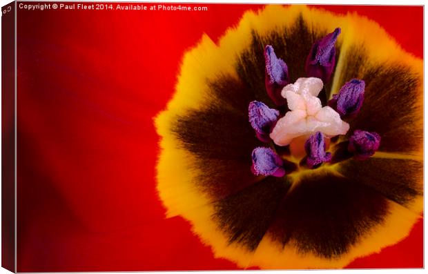 Tulip flower Canvas Print by Paul Fleet