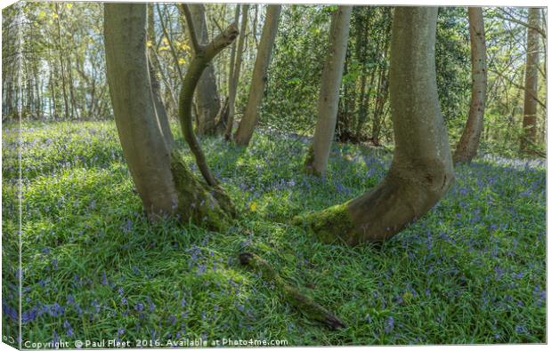 Ancient Bluebell Wood Canvas Print by Paul Fleet