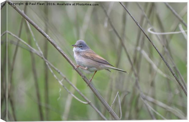 Small Whitethroat Bird Canvas Print by Paul Fleet