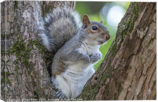 Gray Squirrel Resting in a Tree Canvas Print by Paul Fleet