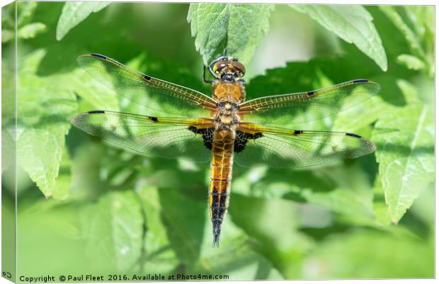 Four Spotted Chaser Dragonfly Canvas Print by Paul Fleet