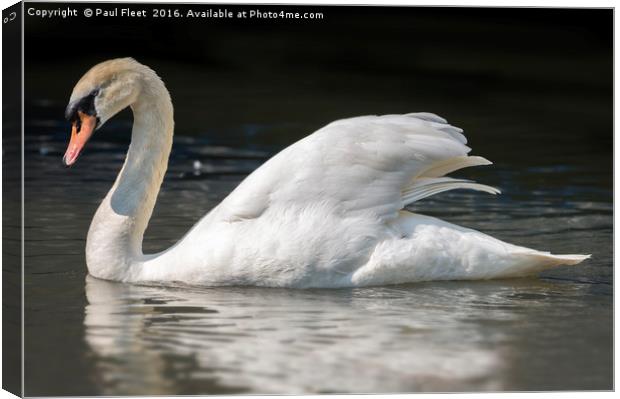 Mute Swan on a Lake Canvas Print by Paul Fleet