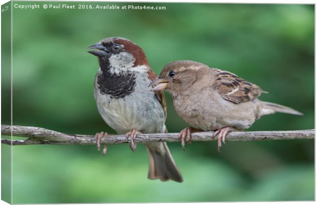 Two House Sparrows Canvas Print by Paul Fleet