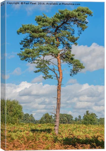 Scots Pine Tree Canvas Print by Paul Fleet