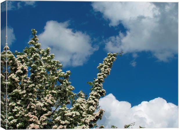 Blossom in the Wind Canvas Print by Liam Gibbins