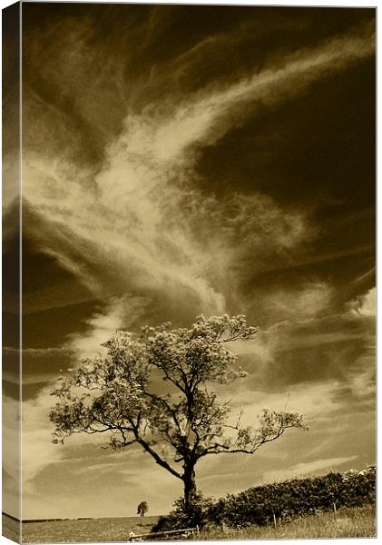 Anyway The Wind Blows Canvas Print by Steven Garratt