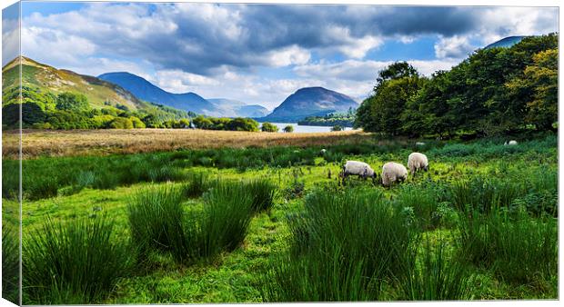 Sheep Grazing At Loweswater, Lake District, Cumbri Canvas Print by Steven Garratt