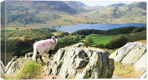 Sheep Over Crummock Water, Lake District, Cumbria Canvas Print by Steven Garratt