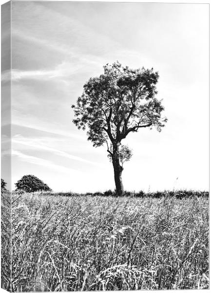 Tree In Black And White, Burrough, Leicestershire Canvas Print by Steven Garratt