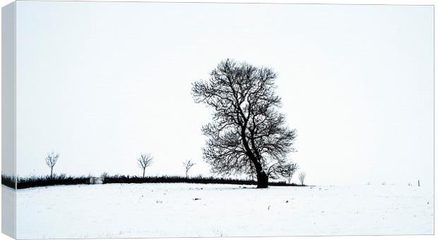 Tree In Snow Landscape, Owston, Leicestershire Canvas Print by Steven Garratt