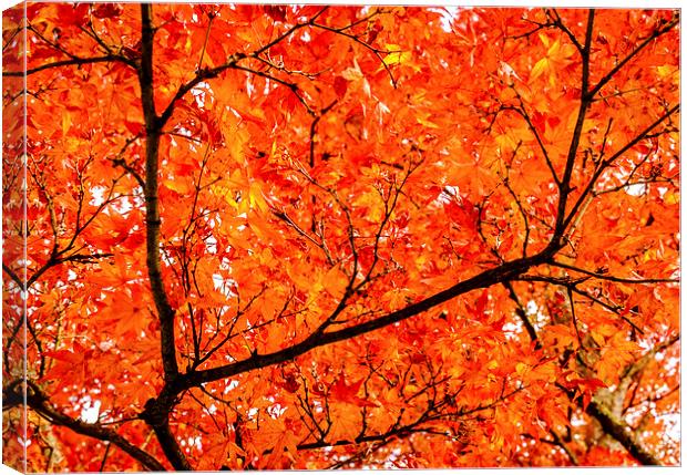 Glorious Autumn Leaves Canvas Print by Peta Thames