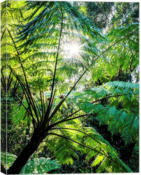 Daintree Rainforest Sunlight Canvas Print by Peta Thames