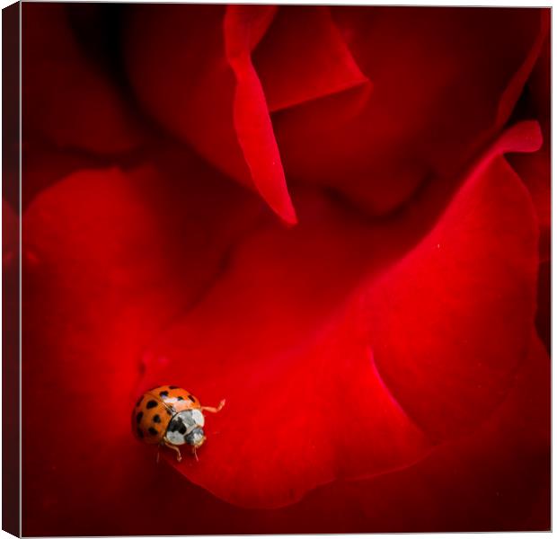 Ladybird in Rose Canvas Print by Peta Thames