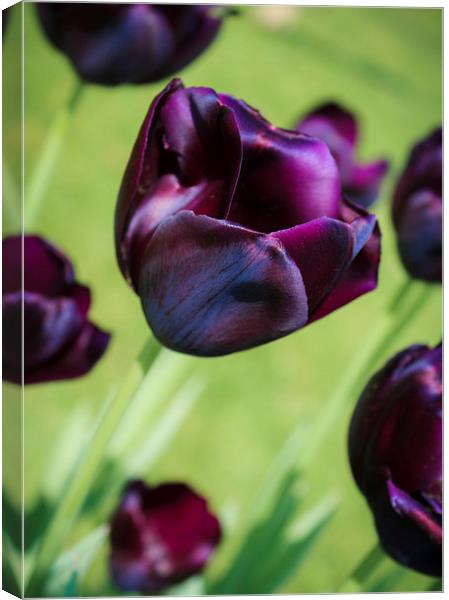 Queen of the Night Tulips Canvas Print by Peta Thames