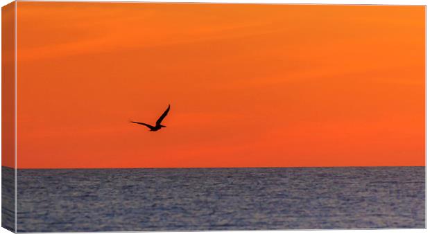 Sunset Pelican Canvas Print by Peta Thames