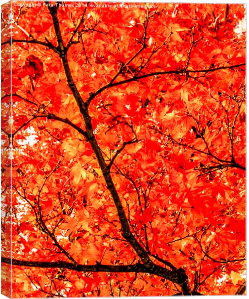Mass of Maple Canvas Print by Peta Thames
