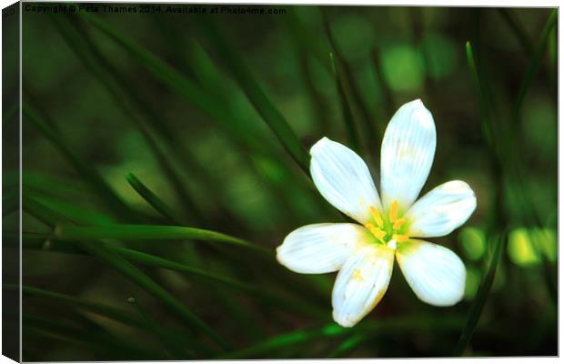 White Blue-Eyed Grass Flower Canvas Print by Peta Thames