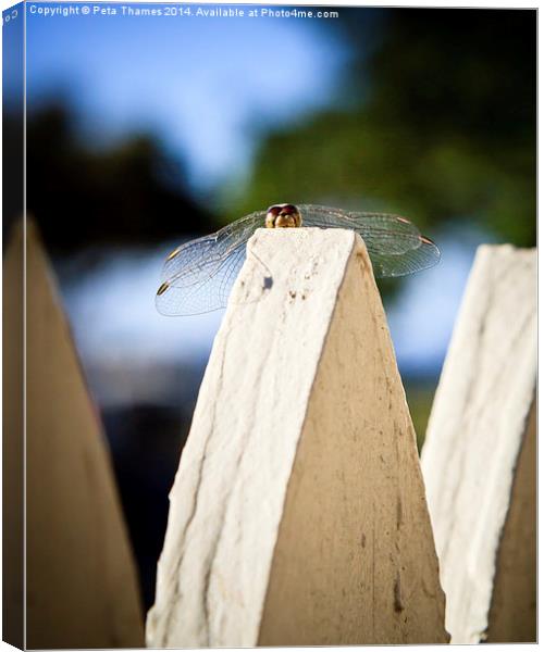Cool Dude Dragonfly Canvas Print by Peta Thames