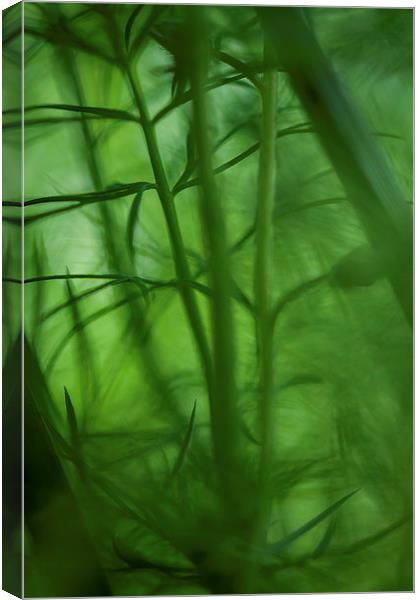  In the Undergrowth. Canvas Print by Peter Bunker