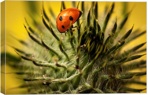  Ladybird and Thistle. Canvas Print by Peter Bunker