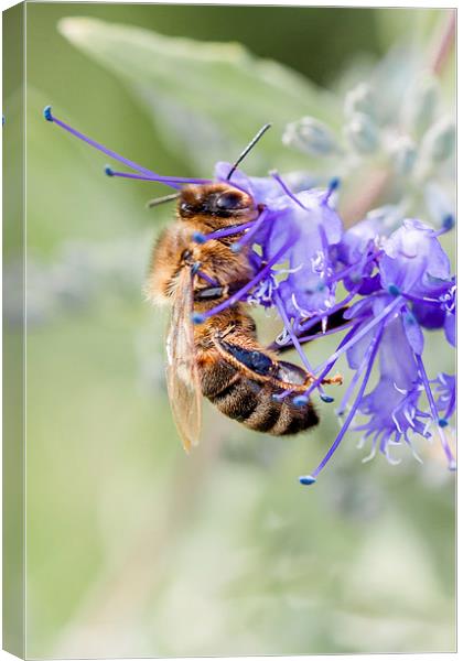 The Pollinator.  Canvas Print by Peter Bunker