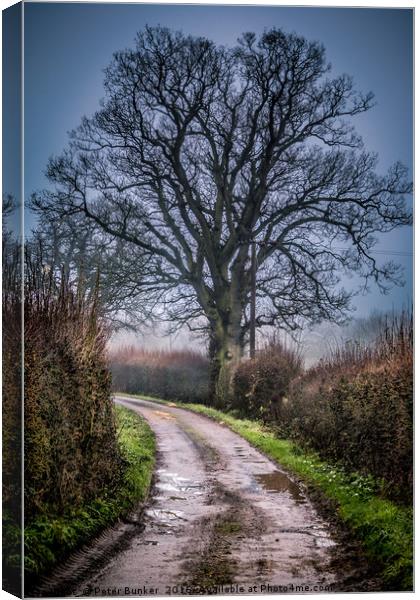 Country Lane Canvas Print by Peter Bunker
