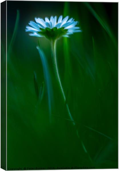 Daisy In December. Canvas Print by Peter Bunker