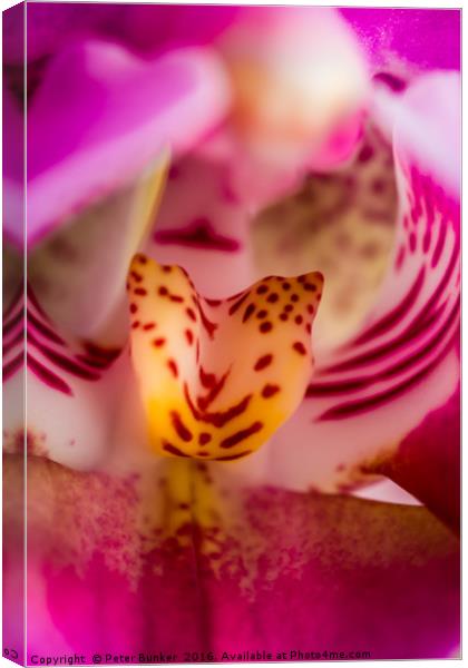 Shallow Depth of Orchid.  Canvas Print by Peter Bunker