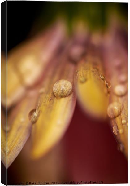 Droplets.  Canvas Print by Peter Bunker