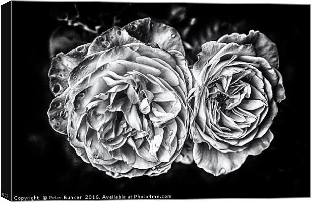 Monochrome Roses Canvas Print by Peter Bunker