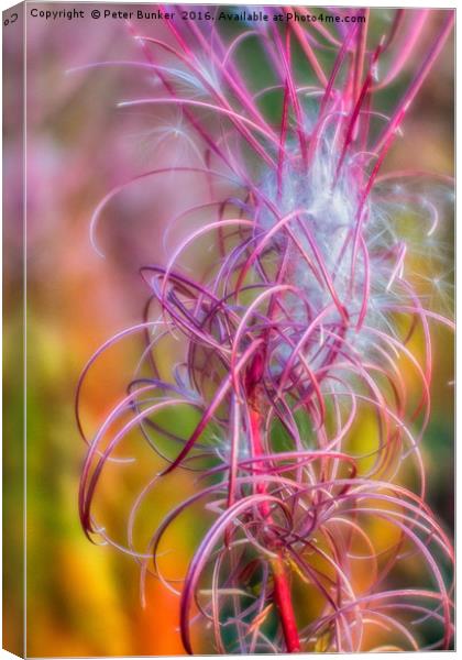 Nature's Spirals.  Canvas Print by Peter Bunker