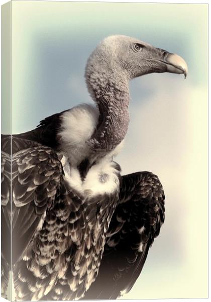  Vulture Canvas Print by Jose Luis Mendez Fernandez