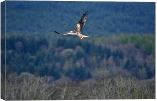 Red Kite in flight Canvas Print by Andy Smith